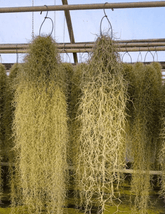 Tillandsia Usneoides - 