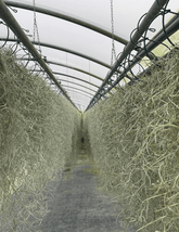 Tillandsia Usneoides - 