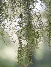 Tillandsia Usneoides - 